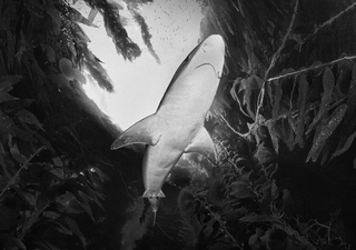 Hai-Kinderstube in der Nordsee entdeckt – Forscher schlagen Alarm