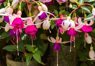 Hai mai visto fiori come questi? La pianta da balcone che lascia tutti a bocca aperta