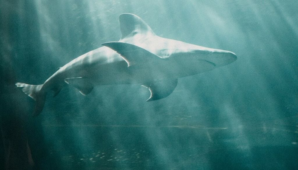 Einige Meeresbewohner gehören der seltenen Gruppe der mesothermen (auch: mischwarmen) Tiere an, etwa Haie und Thunfisch. Bild: Amanda Bear/Unsplash