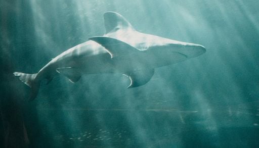 Haie und Thunfische: Warum die gro&szlig;en Meeresr&auml;uber im Klimawandel doppelt belastet werden