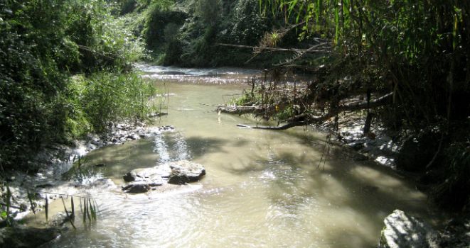 Halladas Altas Acumulaciones De Insecticidas En Peces De Río