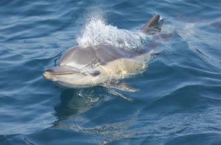 Hallan altos niveles de plastificantes en delfines