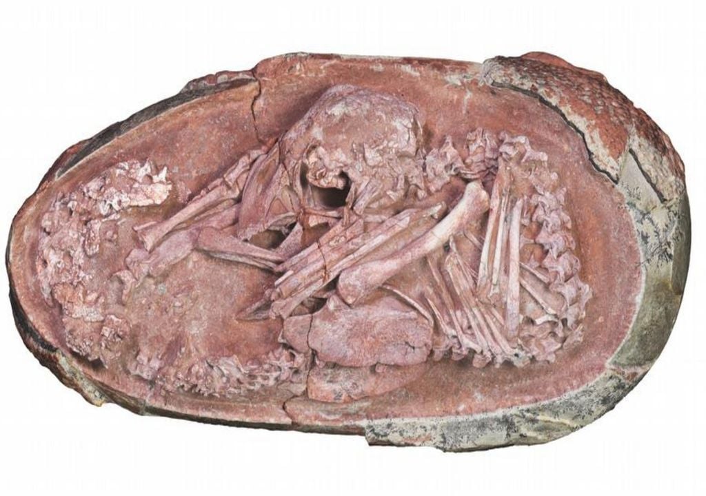 Fossil dinosaur embryo found perfectly preserved in its egg