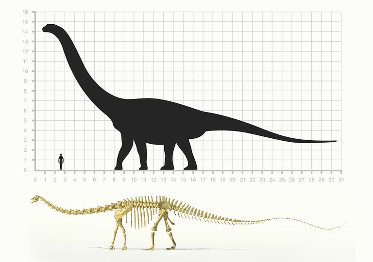 saurópodos gigantes