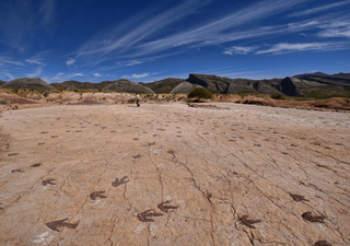 Hallan en Bolivia miles de huellas de dinosaurios que caminaron por lo que hace millones de años fue una costa