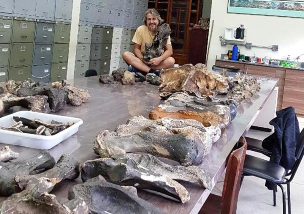 Perezoso gigante El esqueleto de este megaperezoso fue reconstruido gracias a los hallazgos fósiles en cavernas. Foto: CONICET