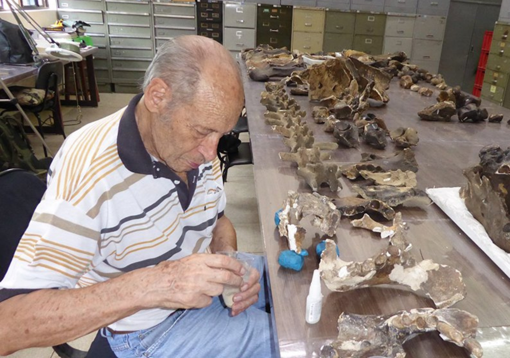 Perezoso gigante Se logró determinar que se trata de una especie endémica, adaptada a una región concreta de la costa atlántica brasileña. Foto: CONICET Mendoza
