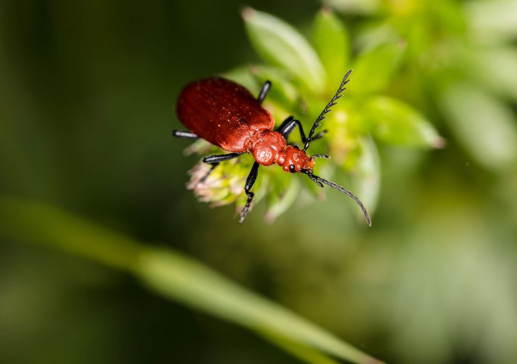 El Cucujus cinnaberinus es una especie amenazada en Europa y prácticamente desconocida en España