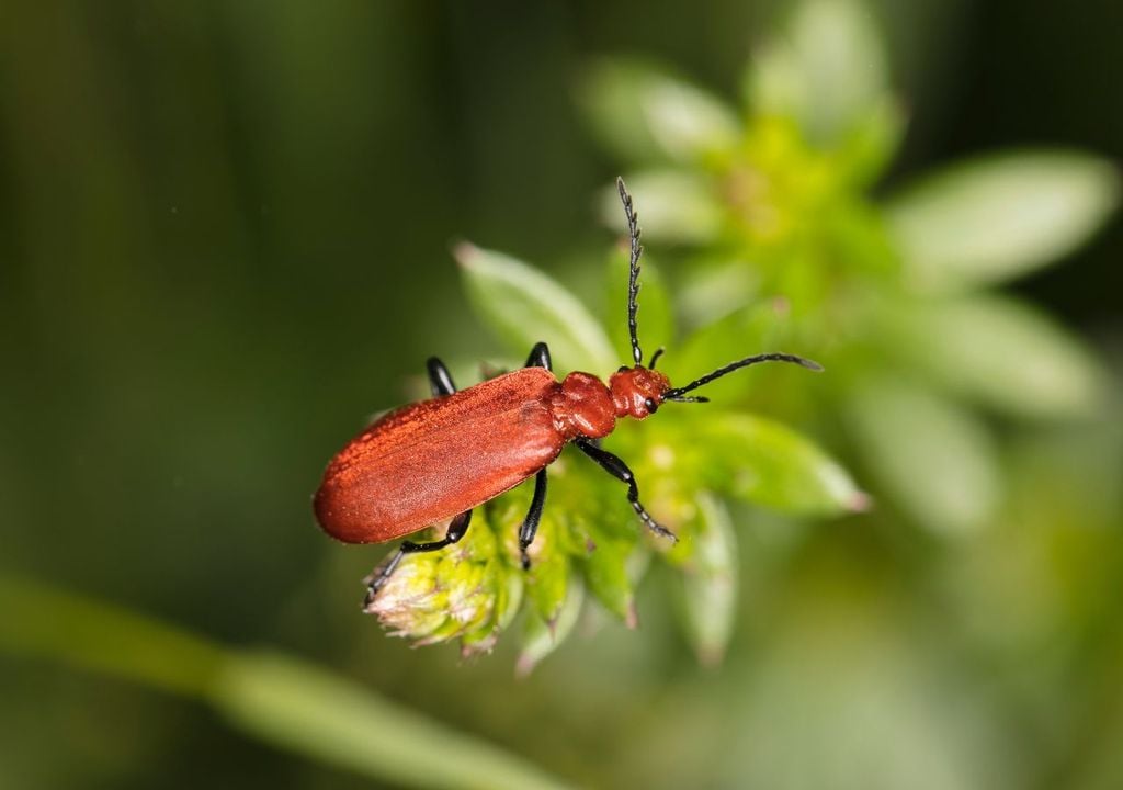 Esta especie todavía no aparece en la Lista Roja de Invertebrados en España