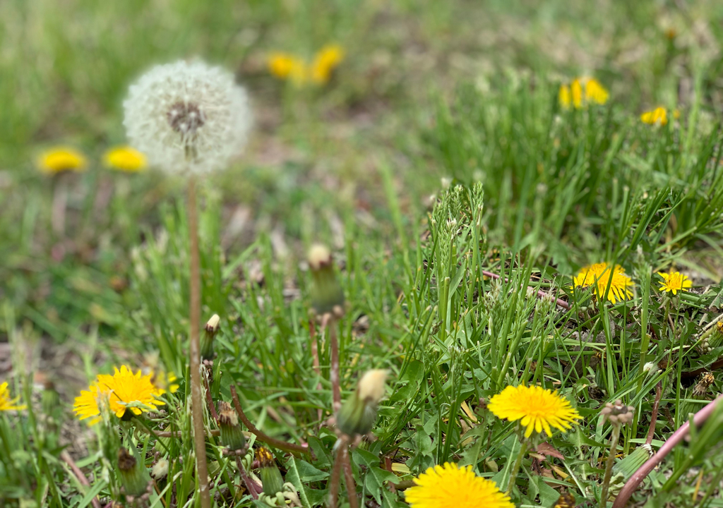 El diente de león es una de las plantas invasoras más estudiadas: su éxito no depende solo de la semilla, sino también del microbioma interno que la acompaña y potencia su expansión.