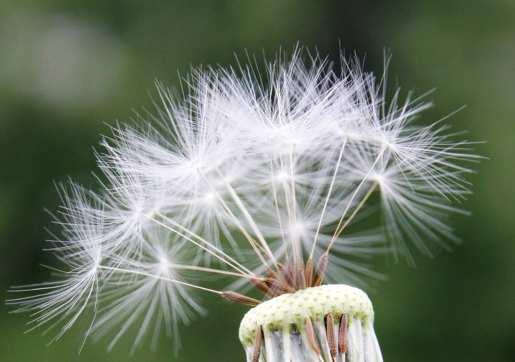 Las semillas de diente de león dispersan mucho más que nuevas plantas: transportan un microbioma interno que podría ser clave para frenar —o potenciar— su expansión como especie invasora.