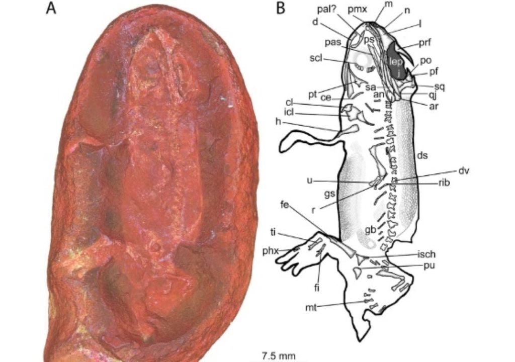 Es similar a una salamandra, pero un poco más gordita, como una regordeta rana. Publicación tomada de la revista de Paleontología de Vertebrados.