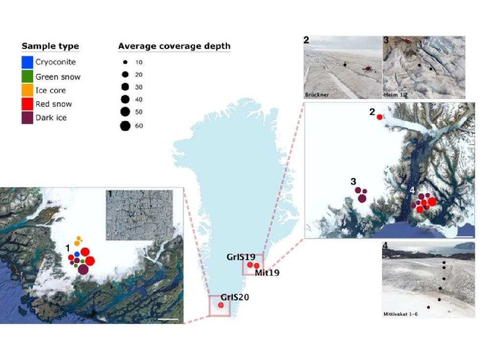 muestras de algas de nieve y hielo tomadas en Groenlandia muestras de algas de nieve y hielo tomadas en Groenlandia
