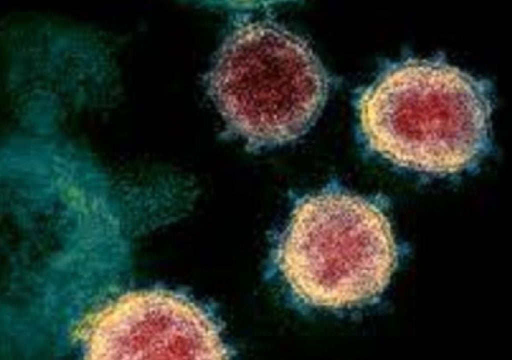 virus gigantes virus gigantes