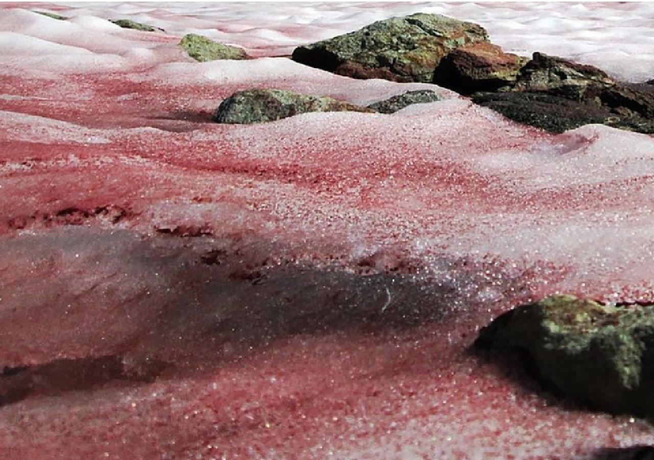Hallan virus gigantes en Groenlandia que podrían ayudar a desacelerar el deshielo