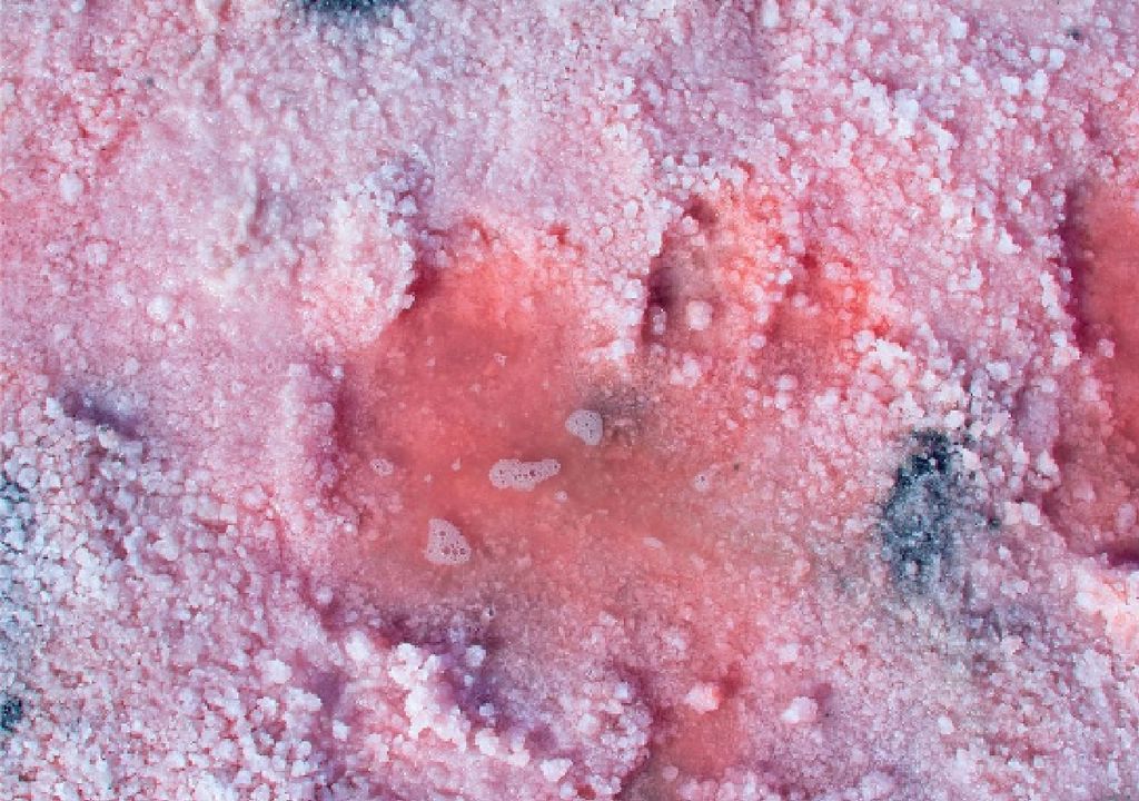 nieve de sangre virus gigantes algas de nieve mitigan el deshielo nieve de sangre virus gigantes algas de nieve mitigan el deshielo