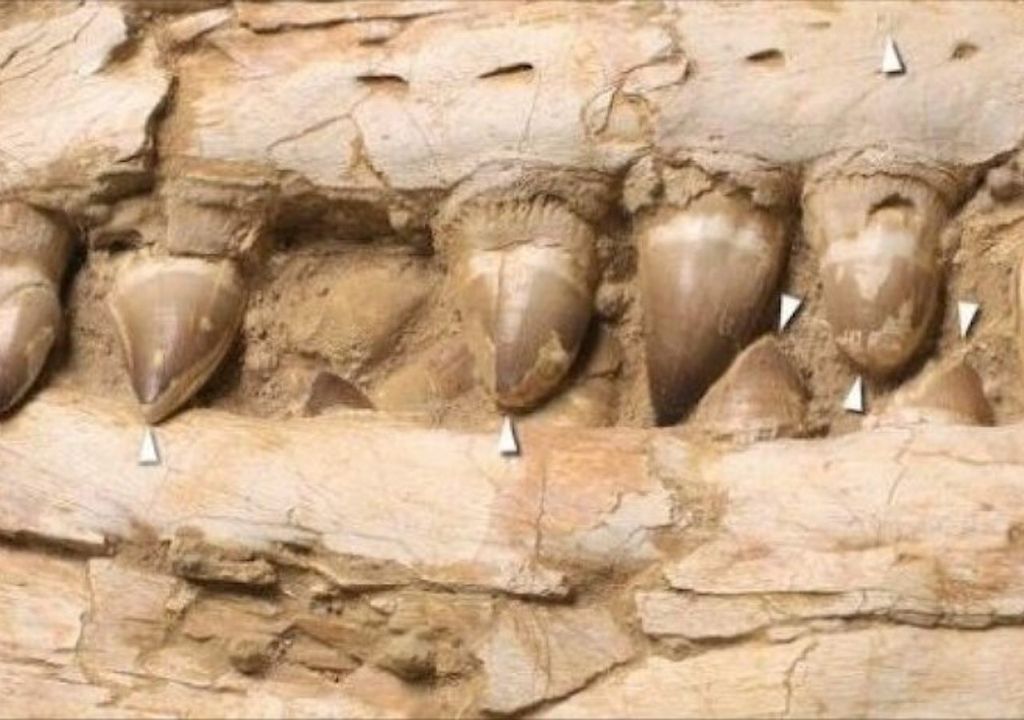 Dents fossiles du reptile trouvées au Maroc.