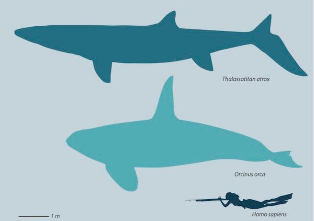 Size comparison of reptile, whale and human.