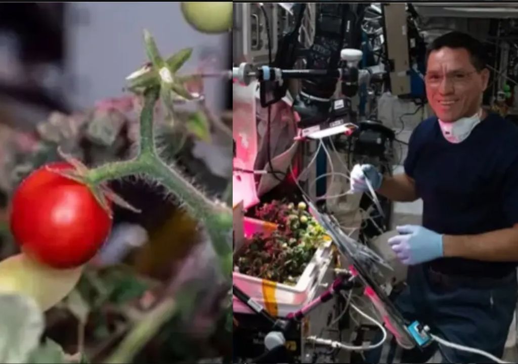 Frank Rubio on the right with hydroponics growing on the ISS. On the left, the extraterrestrial tomato before being harvested and subsequently lost. Credits: NASA