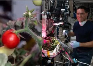 The tomato that the astronaut lost in space has finally been found!