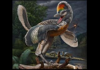 Jurassic find: Chinese paleontologists find new fossil link in evolution of birds