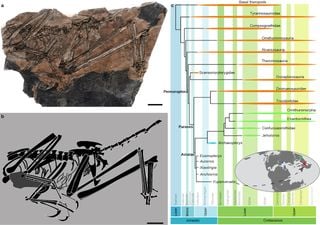 Descoberta do Jurássico: paleontólogos chineses encontram novo fóssil de ligação na evolução das aves