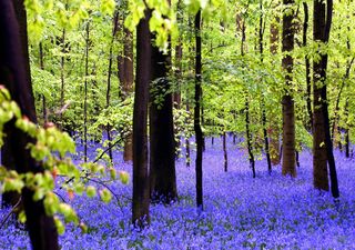 Hallerbos: el bosque donde los deundes hacen picnic y el suelo florece de azul