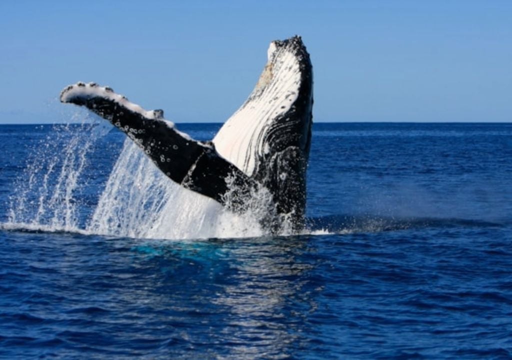 Hallmark of human language found in humpback whale song