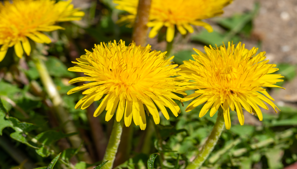 Löwenzahn im Garten: Zwischen Rasen und Beeten zeigt die Wildpflanze ihre volle ökologische Kraft als Bodenverbesserer und frühe Nahrungsquelle für Insekten.