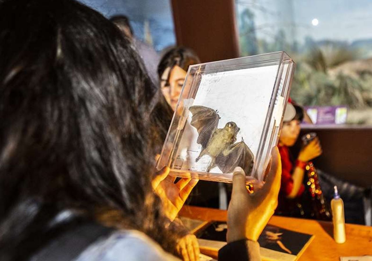 Noche de Brujas en el Museo Argentino de Ciencias Naturales: un evento imperdible que tendrá lugar el próximo viernes 31 de octubre.