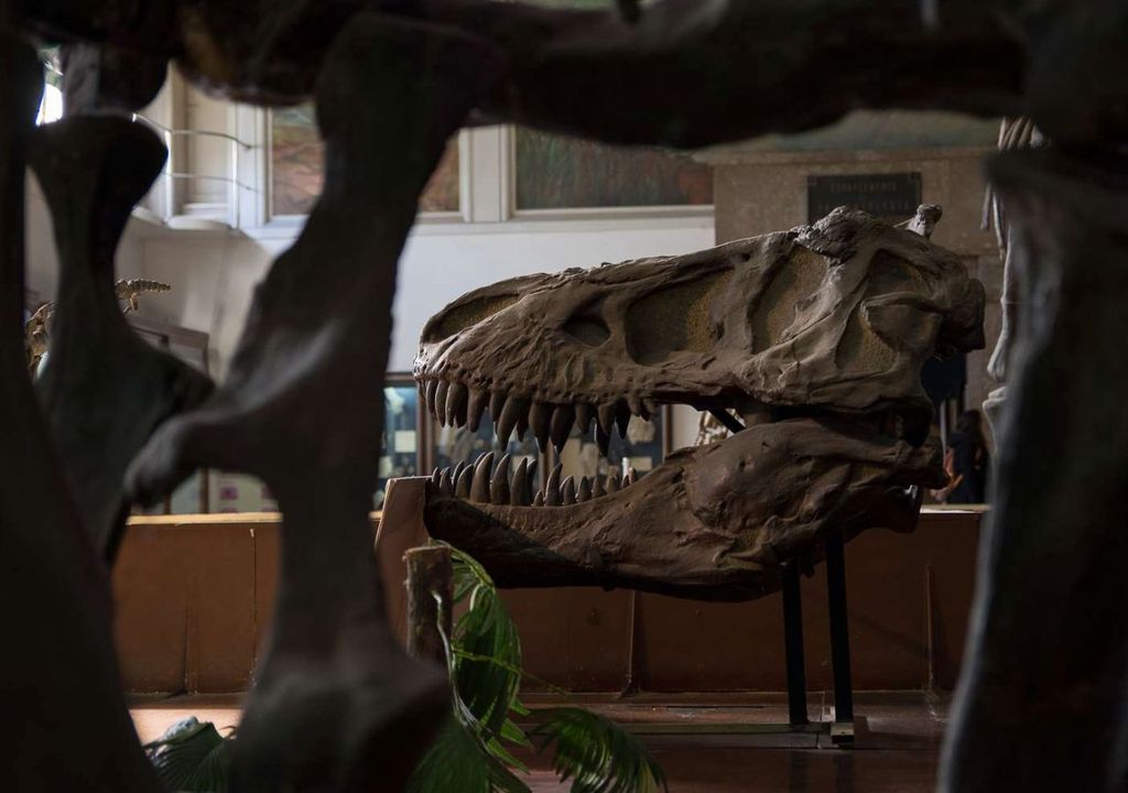 Sala Paleontología Sala Paleontología