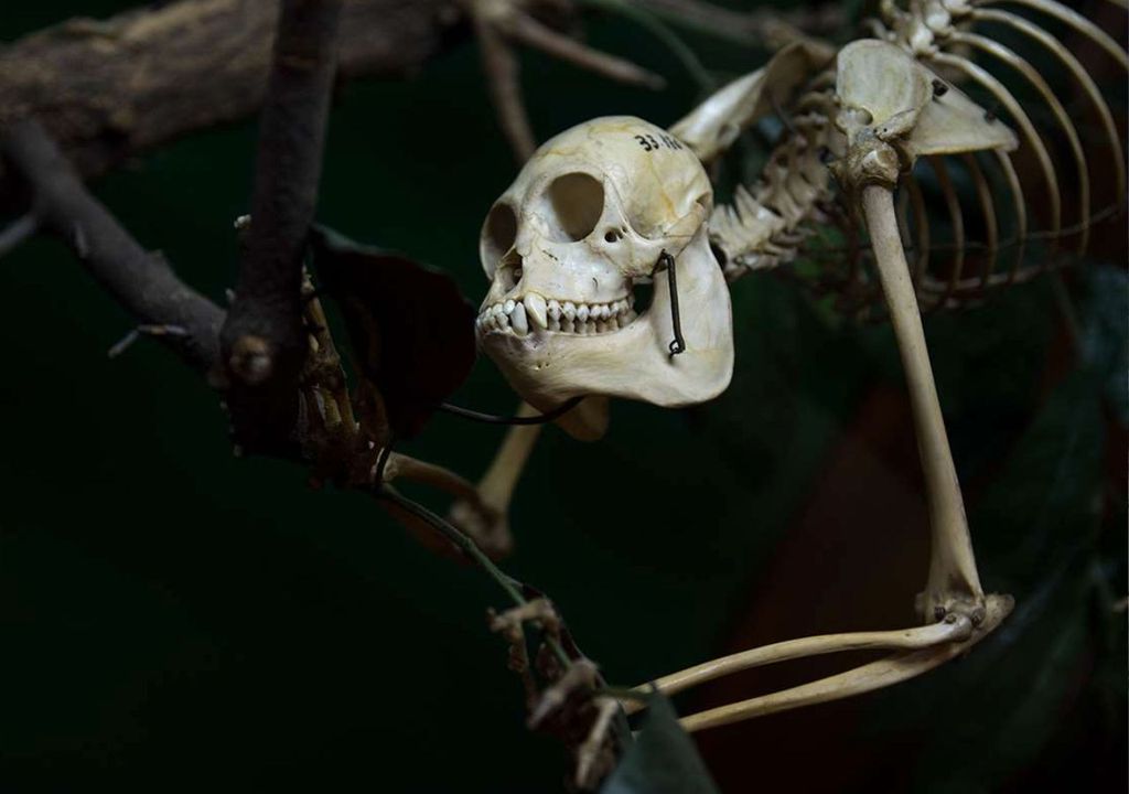 Sala Osteología comparada Sala Osteología comparada