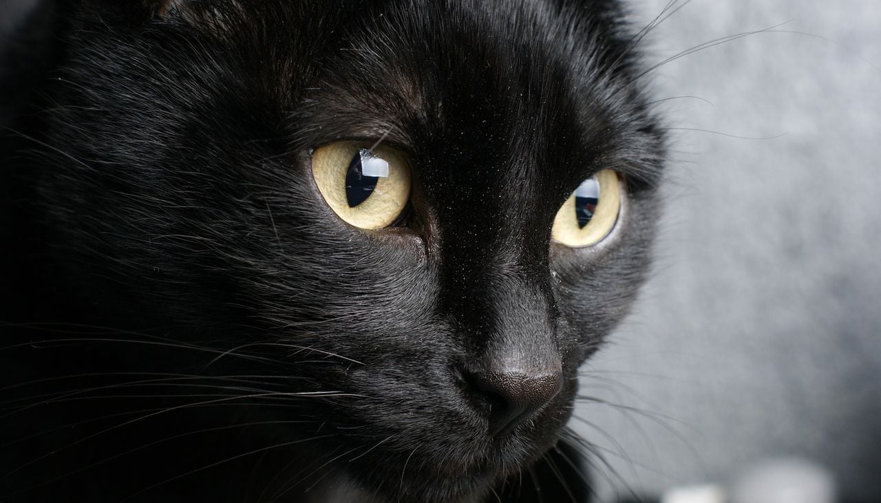 Les chats noirs se retrouvent parfois victimes de mauvais traitement sur fond de superstition à la période d'Halloween.