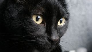Halloween : pourquoi certains refuges suspendent les adoptions de chats noirs ?