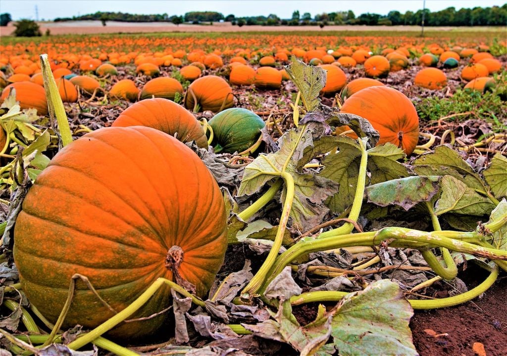 Halloween Weather: Trick Or Treat?