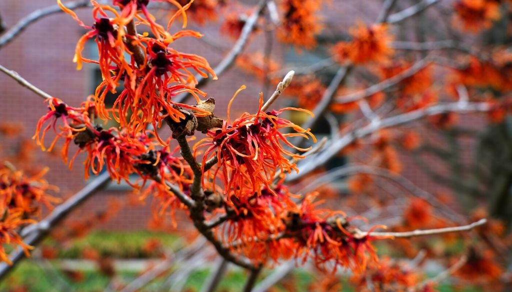 hamamelis rojo Los híbridos de Hamamelis × intermedia son los más cultivados en jardinería por la intensidad de su floración y la diversidad de colores disponibles.