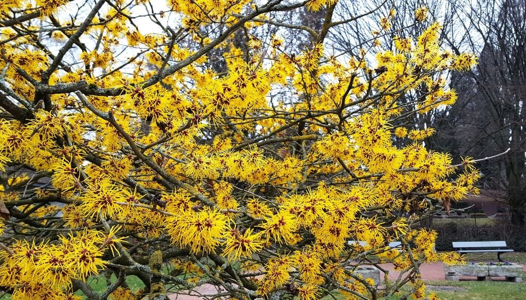 arbol hamamelis Sus flores, de aspecto delicado y colores intensos, destacan especialmente sobre las ramas desnudas, convirtiendo al hamamelis en una de las especies más reconocibles del invierno.