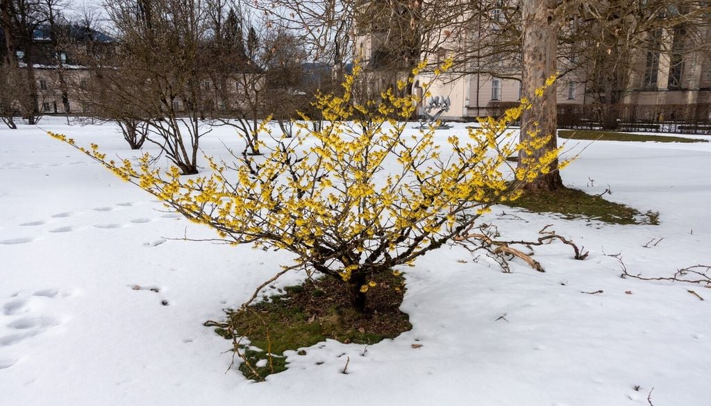 hamamelis invierno Una capa de hojas secas o corteza alrededor de la base ayuda a proteger las raíces.
