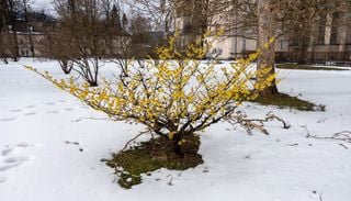 Hamamelis: el arbusto de floraci&oacute;n invernal que conquist&oacute; la cosm&eacute;tica