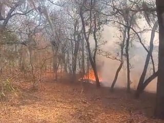 7,137 hectáreas son las que han sufrido daños a consecuencia de las llamas en el país