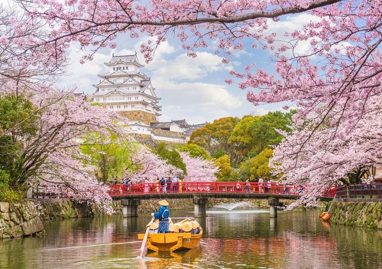 Castillo Himeji; cerezos florecidos; Japón Castillo Himeji; cerezos florecidos; Japón