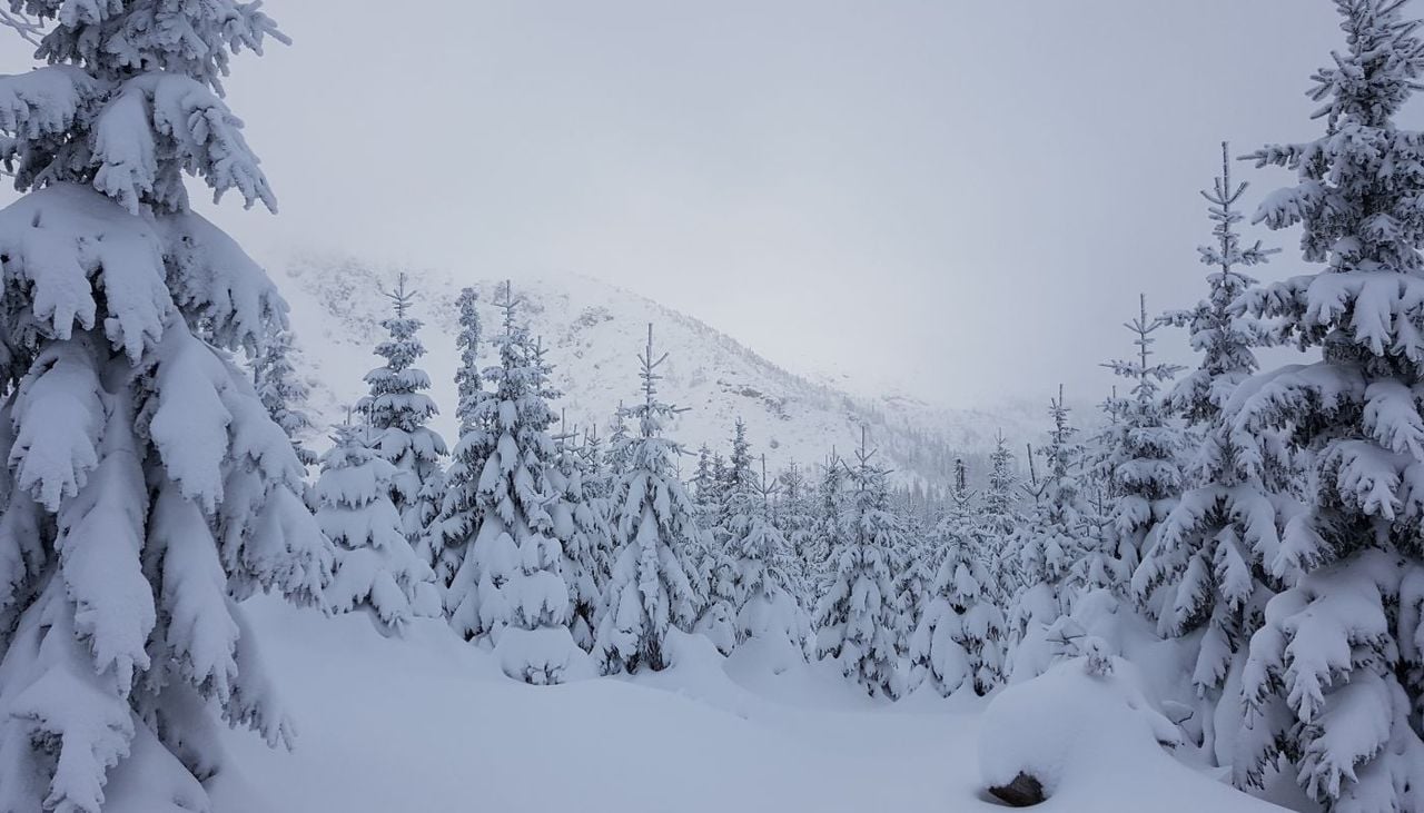 Könnte uns ein langer und kalter Winter bevorstehen? Was der späte Blattfall der Bäume über den Winter aussagt... © Tobias Röser