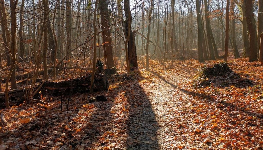 Laub Blätter Herbst bunt Bäume Doch egal wie spät die Bäume ihre Blätter in diesem Herbst abwerfen, eines steht fest: Auch in diesem Jahr wird es nicht mehr lange dauern, bis das Laub endgültig von den Bäumen ist © Tobias Röser