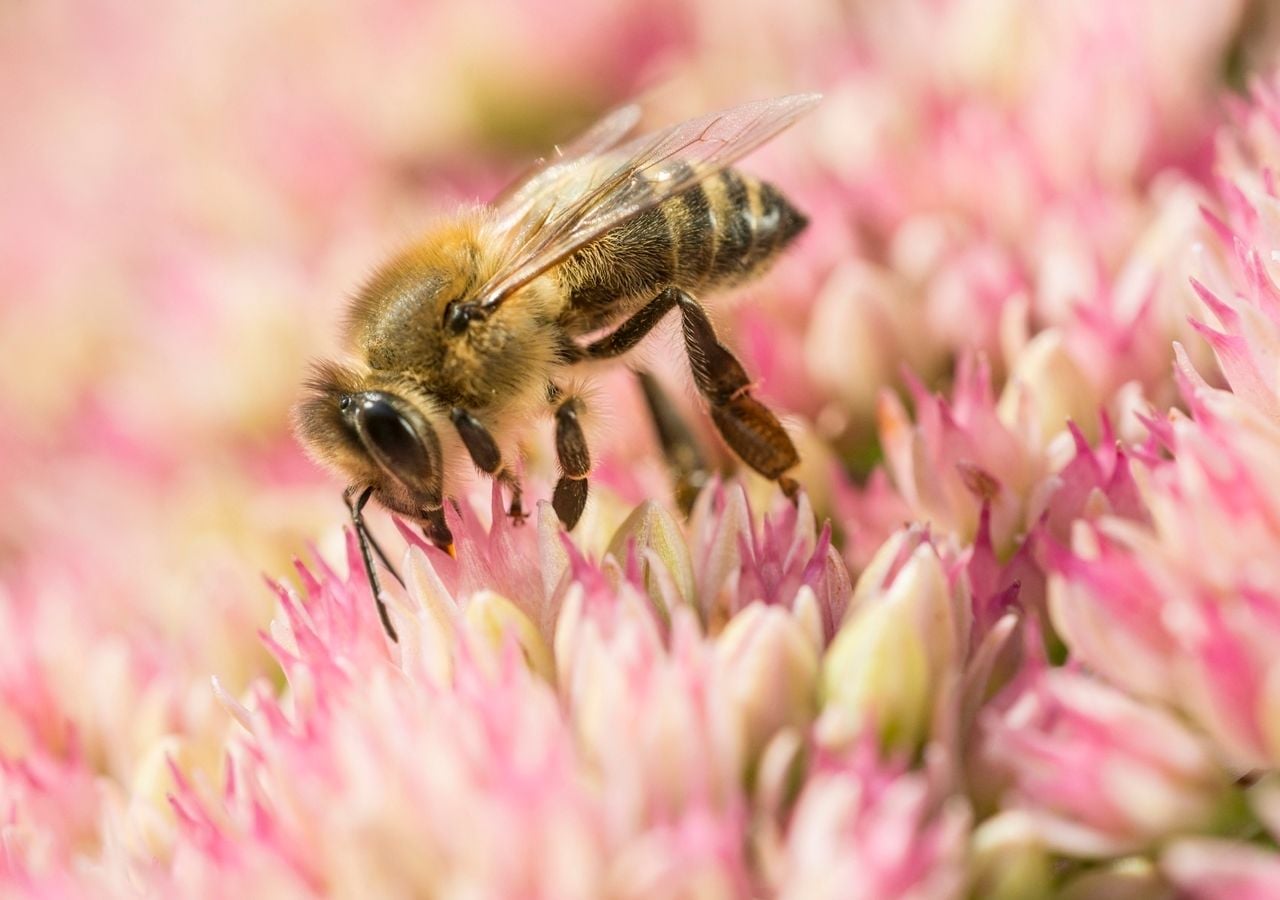 Además de proporcionar miel, la verdadera importancia de las abejas melíferas radica en su rendimiento polinizador para la agricultura. Imagen: André Künzelmann/UFZ