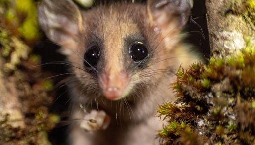 Hantavirus e altri virus: come il cambiamento climatico sta influenzando la geografia dei contagi