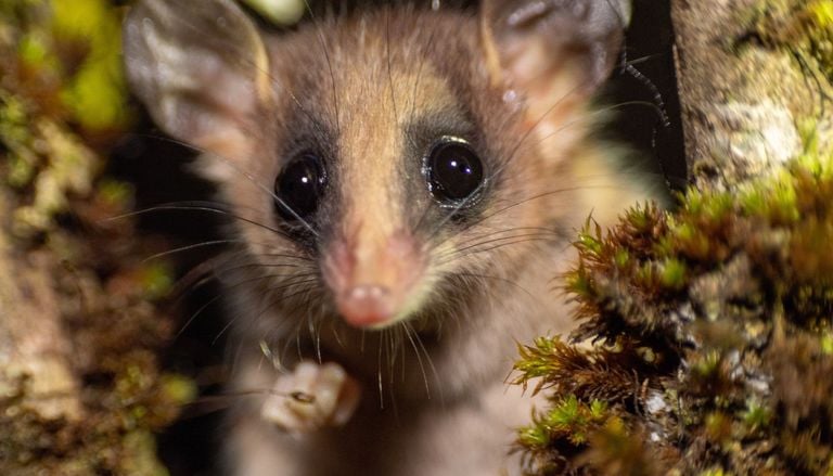 Hantavirus e altri virus: come il cambiamento climatico sta influenzando la geografia dei contagi
