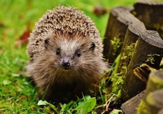 Hedgehog protectors flock to Hartpury University's International Conference for Hedgehog Rehabilitators 