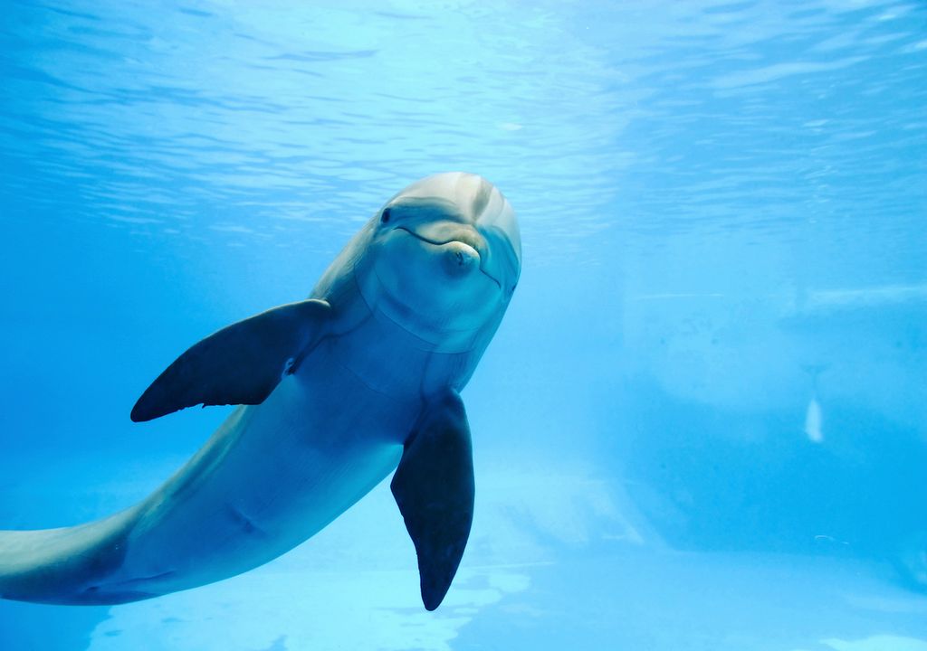 Bottlenose dolphin.