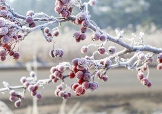 Hasta -15°C con severas heladas este fin de semana sobre México