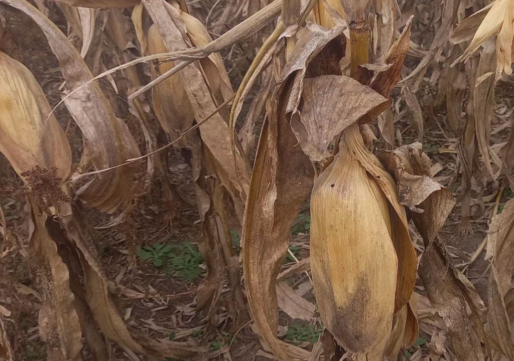 Lote con maíz tardío, en madurez fisiológica, con muy buen desarrollo de mazorcas, en el suroeste del departamento Las Colonias, provincia de Santa Fe. Gentileza: Bolsa de Comercio de Santa Fe.